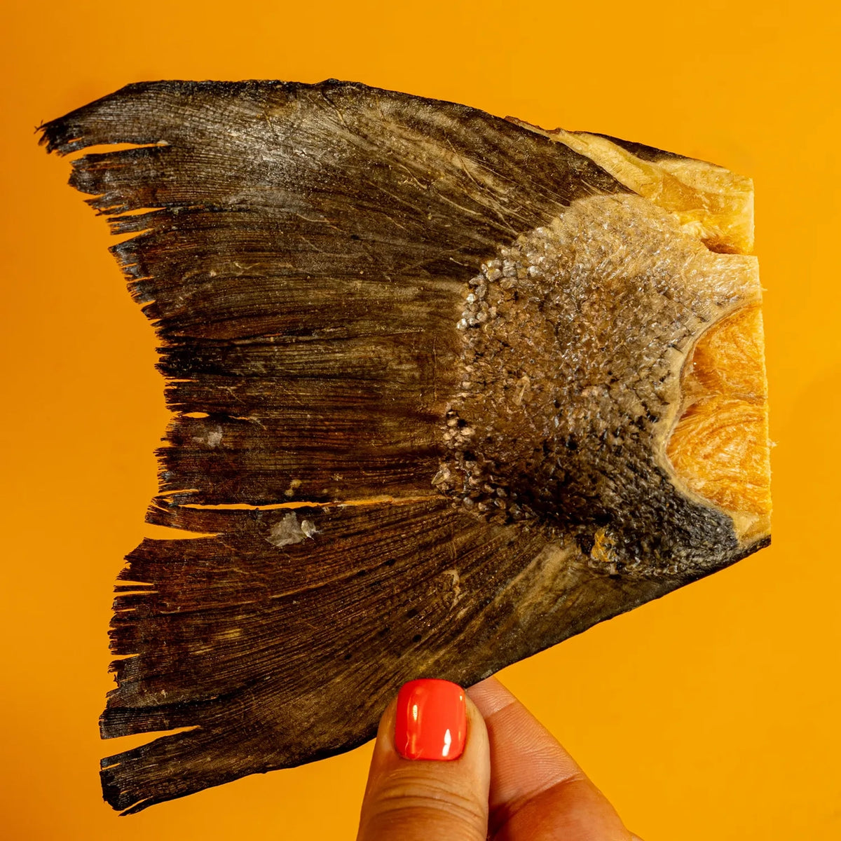Salmon Tail Freeze Dried Chew