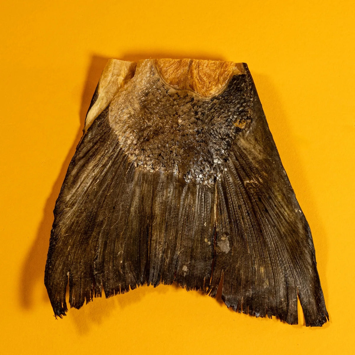 Salmon Tail Freeze Dried Chew