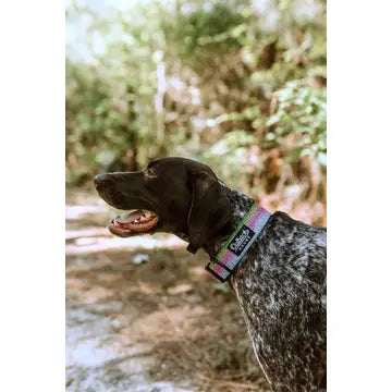 Outback Hound Rainbow Trout Dog Collar
