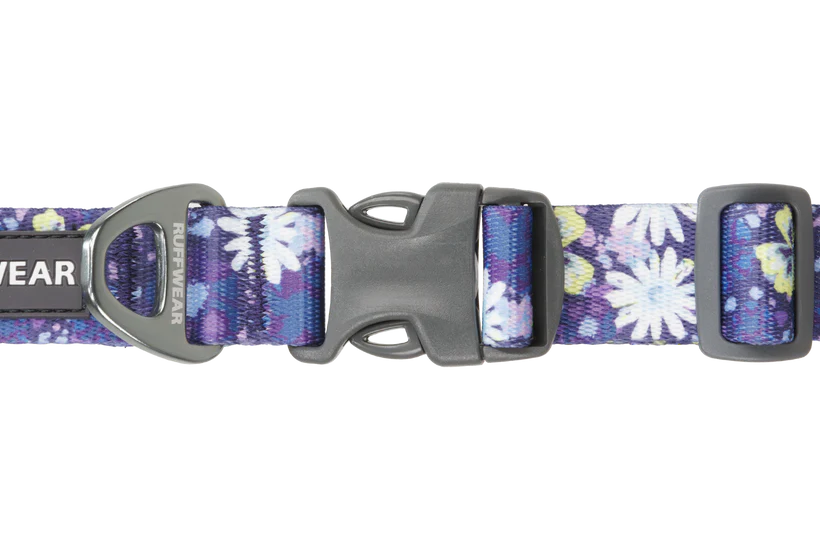 Front Range Collar Wildflower