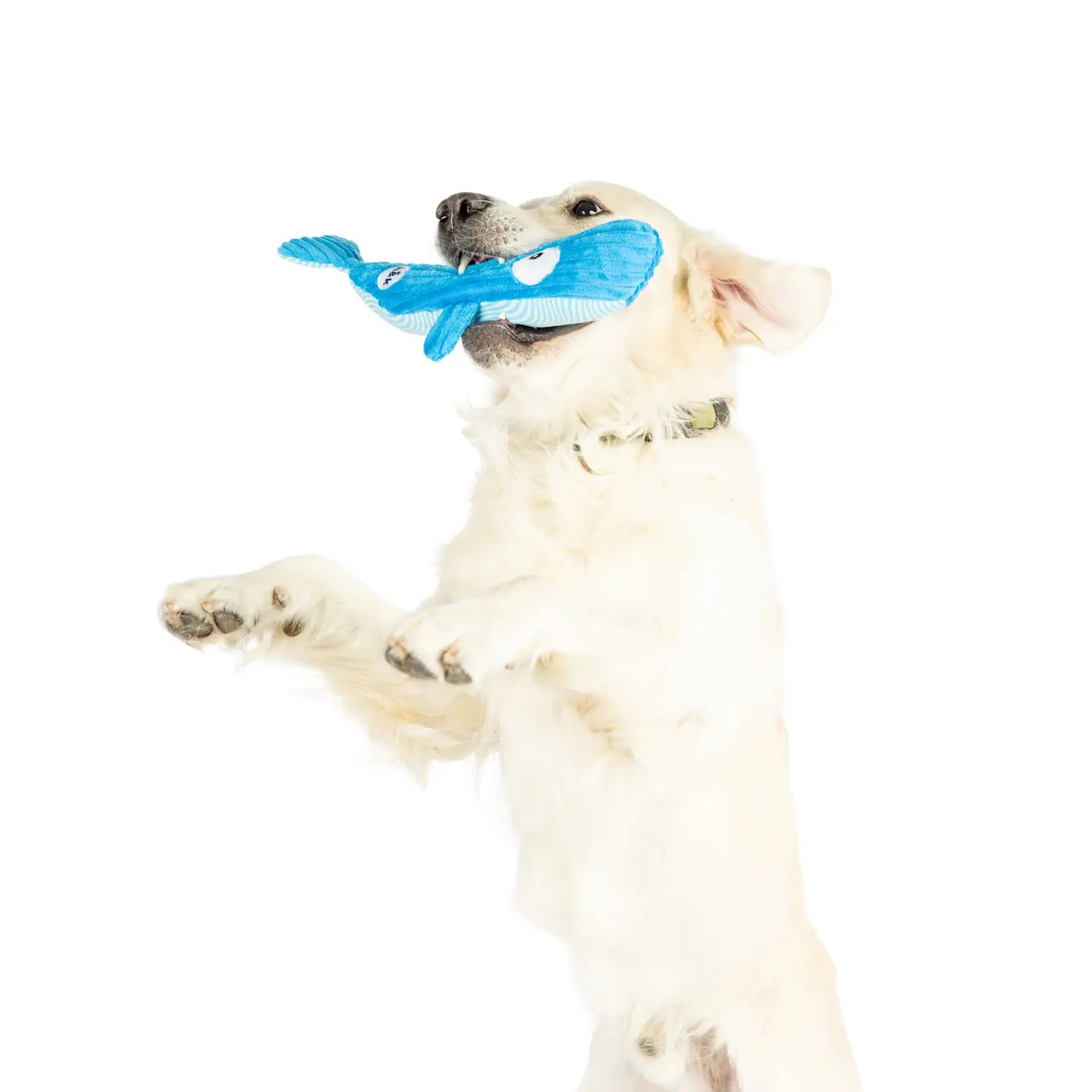 Fetchies Wilma Whale Dog Toy